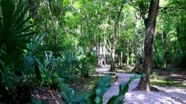 Tropik doğal orman ağaçları ve ahşap yürüyüş yolları diker ve Muyil Chunyaxche Quintana Roo Mexico 'daki Sian Ka' an Ulusal Parkı 'nda köprü yapar..