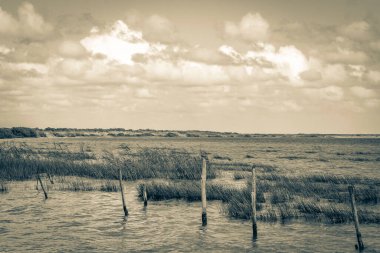 Sian Ka 'an Ulusal Parkı Muyil Chunyaxche Quintana Roo' daki tropikal orman doğa ormanındaki Muyil Lagünü 'ne doğal manzaranın eski siyah beyaz resmi..