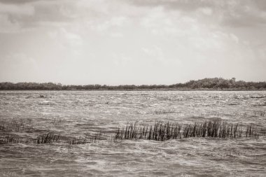 Sian Ka 'an Ulusal Parkı Muyil Chunyaxche Quintana Roo' daki tropikal orman doğa ormanındaki Muyil Lagünü 'ne doğal manzaranın eski siyah beyaz resmi..