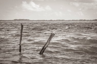 Sian Ka 'an Ulusal Parkı Muyil Chunyaxche Quintana Roo' daki tropikal orman doğa ormanındaki Muyil Lagünü 'ne doğal manzaranın eski siyah beyaz resmi..