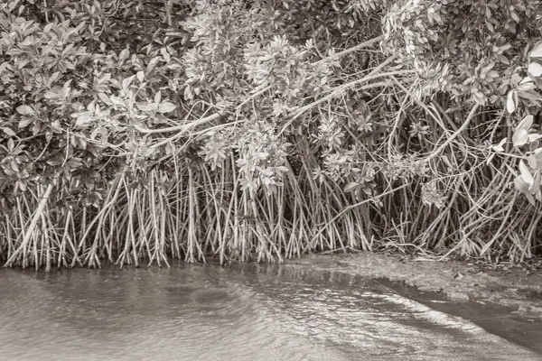 Old Black White Picture Amazing Natural Mangrove Forest Muyil Lagoon — 스톡 사진