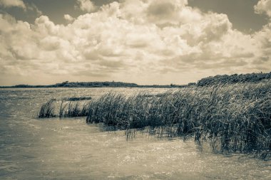 Sian Ka 'an Ulusal Parkı Muyil Chunyaxche Quintana Roo' daki tropikal orman doğa ormanındaki Muyil Lagünü 'ne doğal manzaranın eski siyah beyaz resmi..