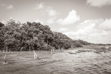 Sian Ka 'an Ulusal Parkı Muyil Chunyaxche Quintana Roo' daki tropikal orman doğa ormanındaki Muyil Lagünü 'ne doğal manzaranın eski siyah beyaz resmi..