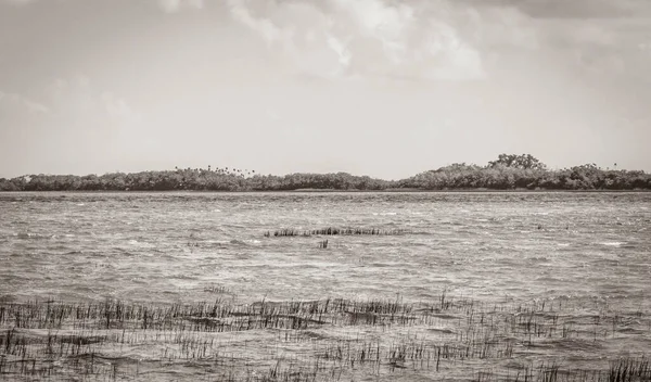 Old black and white picture of the natural panorama view to the Muyil Lagoon in tropical jungle nature forest in Sian Ka\'an National park Muyil Chunyaxche Quintana Roo Mexico.