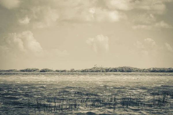 Sian Ka 'an Ulusal Parkı Muyil Chunyaxche Quintana Roo' daki tropikal orman doğa ormanındaki Muyil Lagünü 'ne doğal manzaranın eski siyah beyaz resmi..
