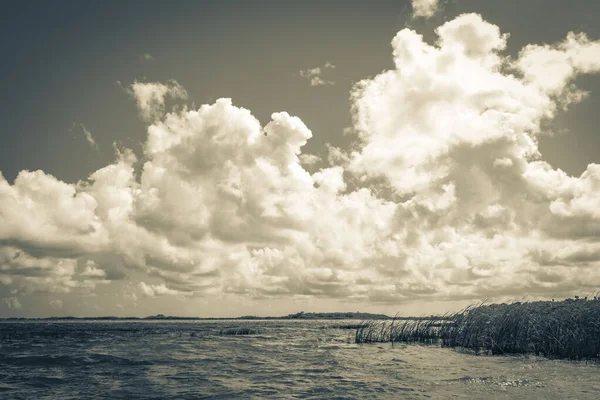 Sian Ka 'an Ulusal Parkı Muyil Chunyaxche Quintana Roo' daki tropikal orman doğa ormanındaki Muyil Lagünü 'ne doğal manzaranın eski siyah beyaz resmi..