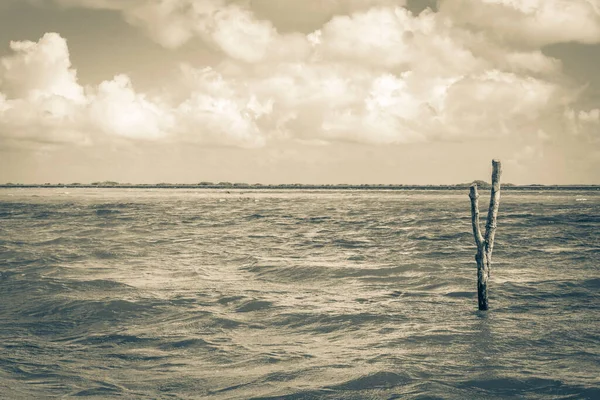 Sian Ka 'an Ulusal Parkı Muyil Chunyaxche Quintana Roo' daki tropikal orman doğa ormanındaki Muyil Lagünü 'ne doğal manzaranın eski siyah beyaz resmi..