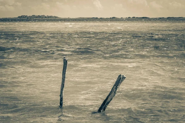 Sian Ka 'an Ulusal Parkı Muyil Chunyaxche Quintana Roo' daki tropikal orman doğa ormanındaki Muyil Lagünü 'ne doğal manzaranın eski siyah beyaz resmi..