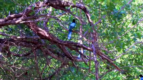 Yucatan Jay Ptáků Stromech Tropické Džungli Přírody Tulum Quintana Roo — Stock video