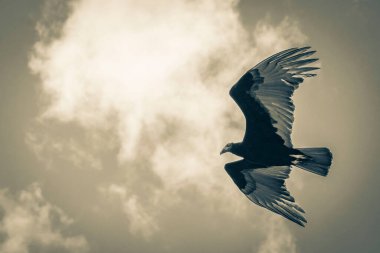 Tropikal Kara Hindi Akbaba Cathartes aura, Sian Ka 'an Ulusal Parkı Muyil Chunyaxche Quintana Roo Meksika' da mavi bulutlu gökyüzü arka planıyla yalnız uçar..