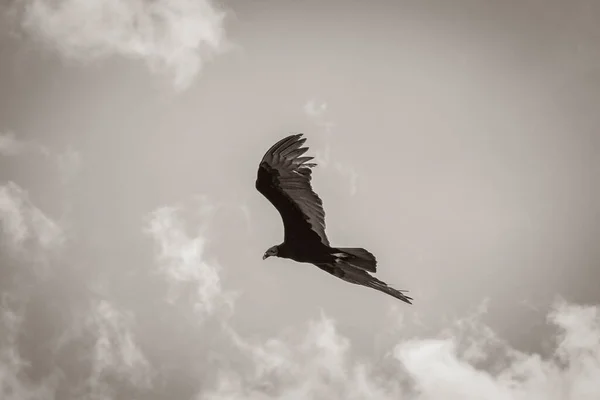 Old Black White Picture Tropical Black Turkey Vulture Cathartes Aura — Photo