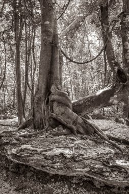 Tropikal doğal orman ormanlarının siyah ve beyaz resmi antik Maya sahasında palmiye ağaçları ve yürüme izleri bırakıyor. Muyil Quintana Roo Mexico 'daki tapınak kalıntıları ve sanat eserleri..