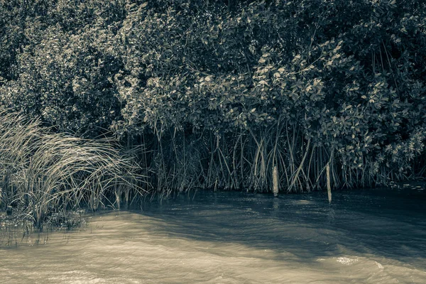 Old Black White Picture Amazing Natural Mangrove Forest Muyil Lagoon — 스톡 사진