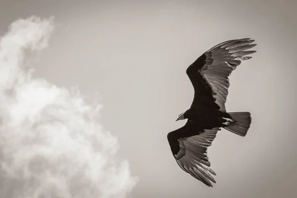 Old Black White Picture Tropical Black Turkey Vulture Cathartes Aura — Photo