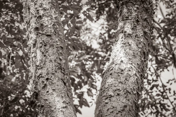 Imagem Preto Branco Árvore Tropical Gumbo Limbo Com Casca Casca — Fotografia de Stock