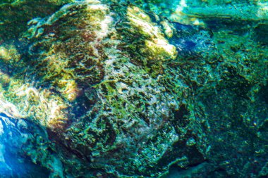 İnanılmaz mavi turkuaz su ve kireçtaşı mağarası çöküntüsü Puerto Aventuras Quintana Roo Mexico 'da Tajma ha Tajmaha' yı sahneledi..