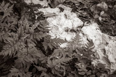 Tropikal doğal orman bitkilerinin eski siyah beyaz resmi. Palmiye ağaçları ve taş taşları. Antik Maya bölgesinde kaya mağaraları, Muyil Meksika 'da piramitler ve sanat eserleriyle harabe..