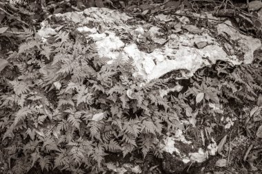 Tropikal doğal orman bitkilerinin eski siyah beyaz resmi. Palmiye ağaçları ve taş taşları. Antik Maya bölgesinde kaya mağaraları, Muyil Meksika 'da piramitler ve sanat eserleriyle harabe..