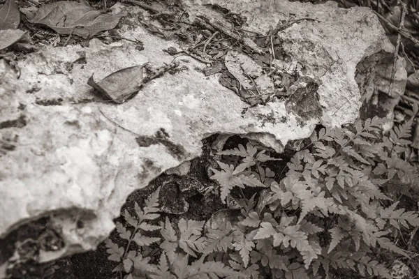 Tropik bir doğal orman ormanının eski siyah ve beyaz resmi palmiye ağaçları ve kaya taşları antik Maya tapınağının yürüme yollarında kayalar Muyil Chunyaxche Meksika 'daki piramitleri harap ediyor..