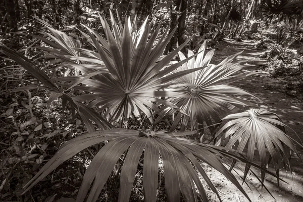 Altes Schwarz Weiß Bild Eines Tropischen Natürlichen Dschungels Pflanzt Palmen — Stockfoto