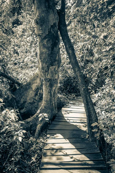 墨西哥Muyil Chunyaxche Quintana Roo Sian An国家公园的热带森林植物棕榈树 木制小径和桥的黑白旧图 — 图库照片