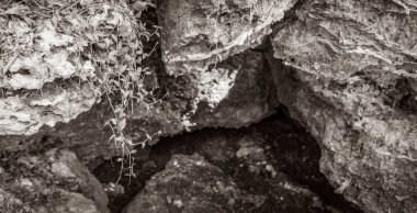 Tropikal doğal orman bitkilerinin eski siyah ve beyaz resmi. Palmiye ağaçları, taş taşları kayalar ve Muyil Meksika 'da tapınak kalıntıları olan antik Maya bölgesindeki mağara mezarlığı..