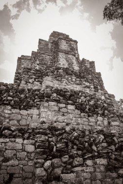 Eski Maya bölgesinin eski siyah beyaz resmi. Tapınak kalıntıları, tropik doğal orman palmiyeleri ve yürüme yolları olan Muyil Chunyaxche Quintana Roo Mexico 'daki kalıntılar..