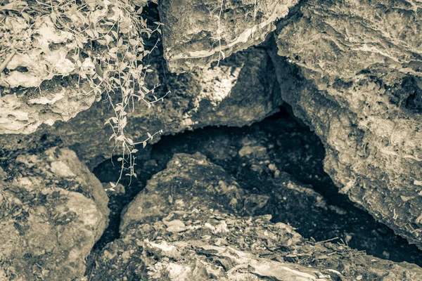 Tropikal doğal orman bitkilerinin eski siyah ve beyaz resmi. Palmiye ağaçları, taş taşları kayalar ve Muyil Meksika 'da tapınak kalıntıları olan antik Maya bölgesindeki mağara mezarlığı..