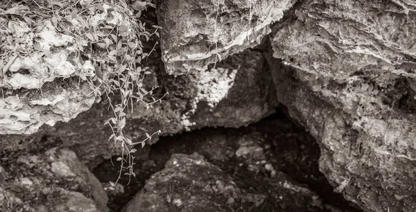 Tropikal doğal orman bitkilerinin eski siyah ve beyaz resmi. Palmiye ağaçları, taş taşları kayalar ve Muyil Meksika 'da tapınak kalıntıları olan antik Maya bölgesindeki mağara mezarlığı..