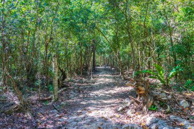 Puerto Aventuras Quintana Roo Mexico 'daki muhteşem mavi turkuaz su ve kireçtaşı mağara çukurunda yürüyüş yolu..