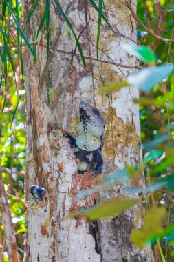 Meksika iguanası, tropikal ormanlardaki bir ağaçtan sarkıyor ve dışarı bakıyor. Ve Puerto Aventuras Quintana Roo Mexico 'daki yeşil doğal arka plan..