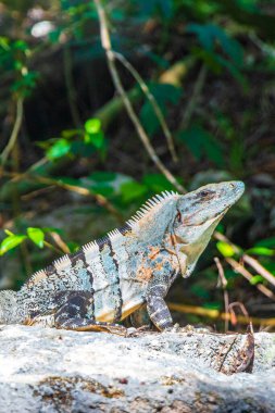 Meksika iguanası, tropikal ormanlarda kayalık bir kaya üzerinde ve Puerto Aventuras Quintana Roo Mexico 'da yeşil doğal bir arka planda bulunur..