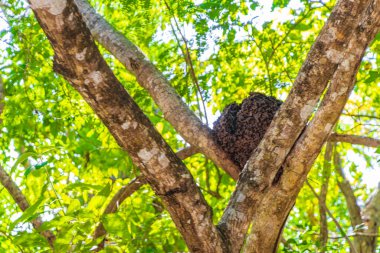Ağaçtaki termit yuvası ya da Meksika tropikal ormanlarındaki dallar Playa del Carmen Meksika 'daki doğal orman manzarası.