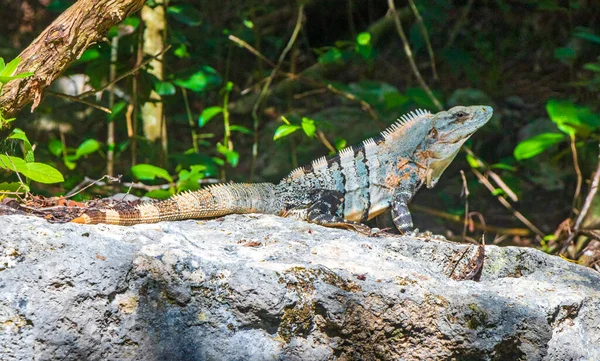 Mexican Iguana Lies Rock Stone Boulder Nature Tropical Forest Green — Photo