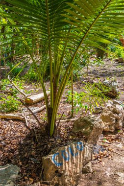 Porto Aventuras Meksika 'da tropik Meksika palmiye ağaçları ağaçlar ve doğal orman manzarası..