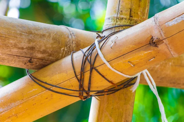 Tropik Meksika ormanı bambu ağaçları ve doğal orman manzarası ve Puerto Aventuras Meksika 'daki yürüyüş yolu..