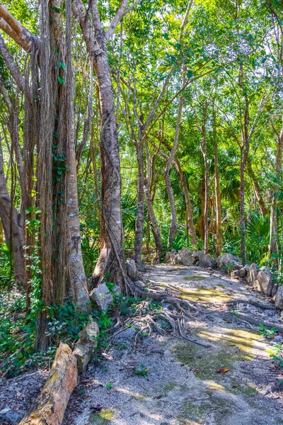 Tropikal Meksika ormanları ağaçlar ve doğal orman manzarası ve Puerto Aventuras Meksika 'da yürüyüş yolu..