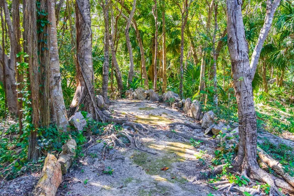 Tropical mexican jungle plants trees and natural forest panorama view and walking path in Puerto Aventuras Mexico.