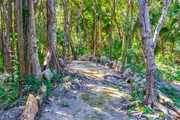 Tropikal Meksika ormanları ağaçlar ve doğal orman manzarası ve Puerto Aventuras Meksika 'da yürüyüş yolu..