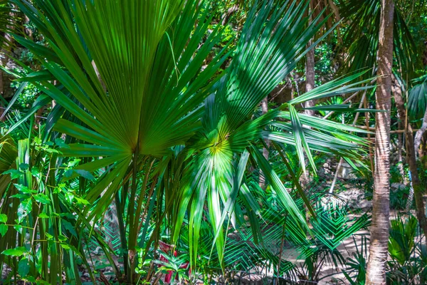 Porto Aventuras Meksika 'da tropik Meksika palmiye ağaçları ağaçlar ve doğal orman manzarası..