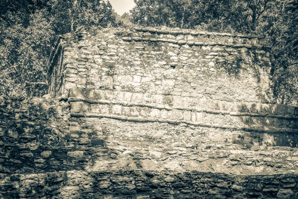 古玛雅遗址的黑白照片 附有神殿废墟金字塔和热带天然丛林森林棕榈树中的文物 以及Muyil Chunyaxche Quintana Roo Mexico的小径 — 图库照片
