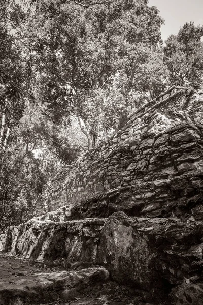 Eski Maya bölgesinin eski siyah beyaz resmi. Tapınak kalıntıları, tropik doğal orman palmiyeleri ve yürüme yolları olan Muyil Chunyaxche Quintana Roo Mexico 'daki kalıntılar..