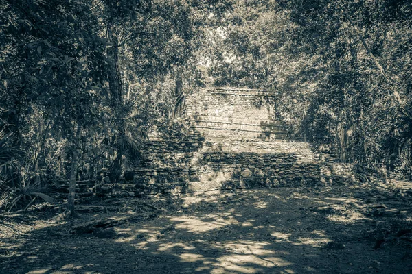 Eski Maya bölgesinin eski siyah beyaz resmi. Tapınak kalıntıları, tropik doğal orman palmiyeleri ve yürüme yolları olan Muyil Chunyaxche Quintana Roo Mexico 'daki kalıntılar..