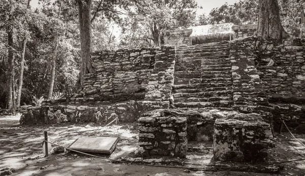 Gammal Svart Och Vit Bild Den Antika Maya Plats Med — Stockfoto