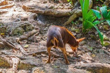 Porto Aventuras Quintana Roo Mexico 'daki Santuario de los guerreros' taki tropikal Meksika ormanında güzel, sevimli, kahverengi bir Rus oyuncak teriyer köpeği..