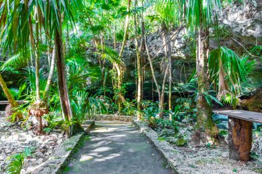 Puerto Aventuras Quintana Roo Mexico 'daki muhteşem mavi turkuaz suya ve kireçtaşı mağarasına giriş ve yürüyüş yolu..