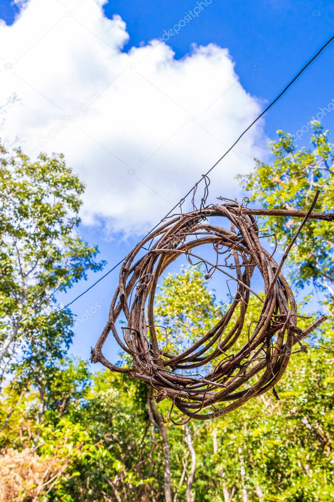 Wreath from wood sticks in jungle between plants trees and natural forest panorama view in Puerto Aventuras Mexico.