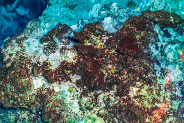 İnanılmaz mavi turkuaz su ve kireçtaşı mağarası çöküntüsü Puerto Aventuras Quintana Roo Mexico 'da Tajma ha Tajmaha' yı sahneledi..