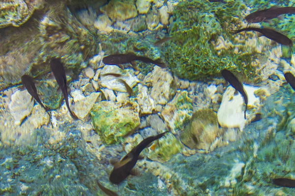 Fish catfish fishes swim in the amazing blue turquoise water and limestone cave sinkhole cenote Tajma ha Tajmaha in Puerto Aventuras Quintana Roo Mexico.