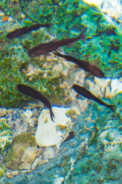 Fish catfish fishes swim in the amazing blue turquoise water and limestone cave sinkhole cenote Tajma ha Tajmaha in Puerto Aventuras Quintana Roo Mexico.